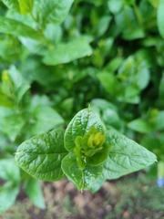 Thunbergia natalensis