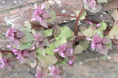 Lamium purpureum