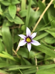 Sisyrinchium rosulatum
