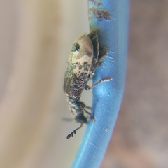 Pelonium