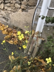 Diplotaxis tenuifolia