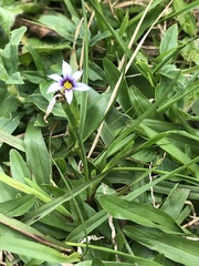 Sisyrinchium rosulatum