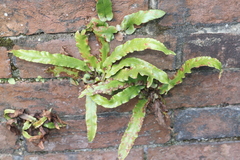 Asplenium scolopendrium scolopendrium