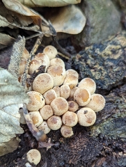 Armillaria gallica
