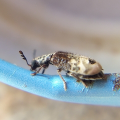 Pelonium