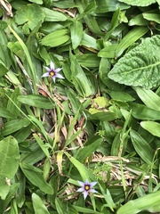 Sisyrinchium rosulatum