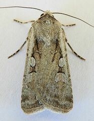 Euxoa pimensis