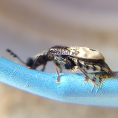 Pelonium