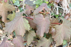 Acer pseudoplatanus