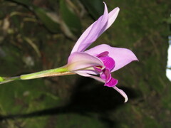 Laelia anceps