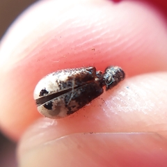 Pelonium