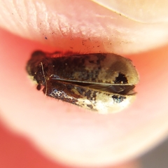 Pelonium