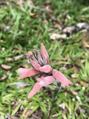 Sacoila lanceolata