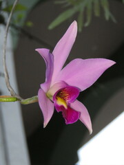 Laelia anceps