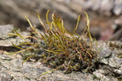 Tortula muralis