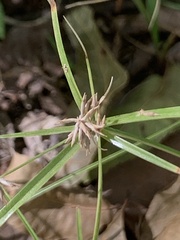 Cyperus croceus