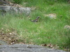 Turdus pilaris