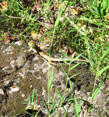 Liolaemus chiliensis