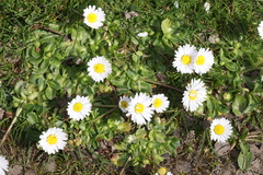 Bellis perennis