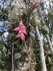 Tillandsia stricta