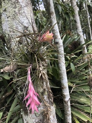 Tillandsia stricta