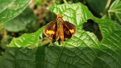 Oriens goloides