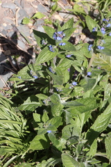 Pentaglottis sempervirens