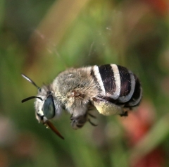 Amegilla quadrifasciata