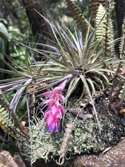Tillandsia stricta