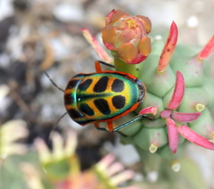Calidea dregii