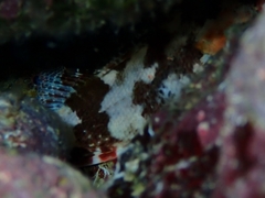 Scorpaena maderensis