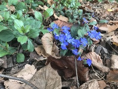 Ceratostigma plumbaginoides