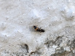 Kalotermes flavicollis