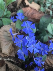 Ceratostigma plumbaginoides