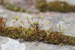 Ptychostomum capillare