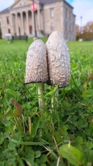 Coprinus comatus
