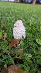 Coprinus comatus