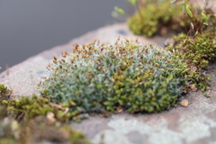 Grimmia pulvinata