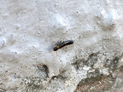 Kalotermes flavicollis