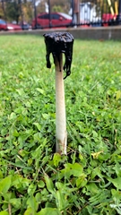 Coprinus comatus