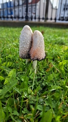 Coprinus comatus