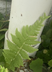 Thelypteridaceae
