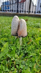 Coprinus comatus