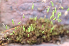 Ptychostomum capillare