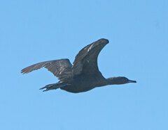 Phalacrocorax capensis