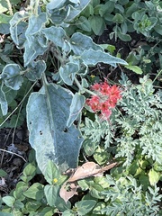 Nyctaginia capitata
