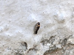 Kalotermes flavicollis