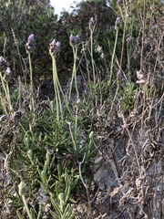 Lavandula dentata