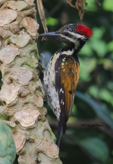 Dinopium benghalense