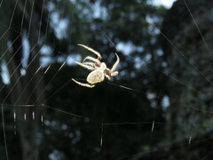 Eriophora